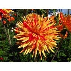 STRİPED VULCAN DAHLİA STRİPED VULCAN DAHLİA